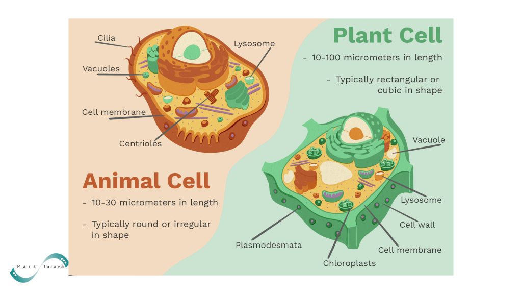 difference between plant cell and animal cell