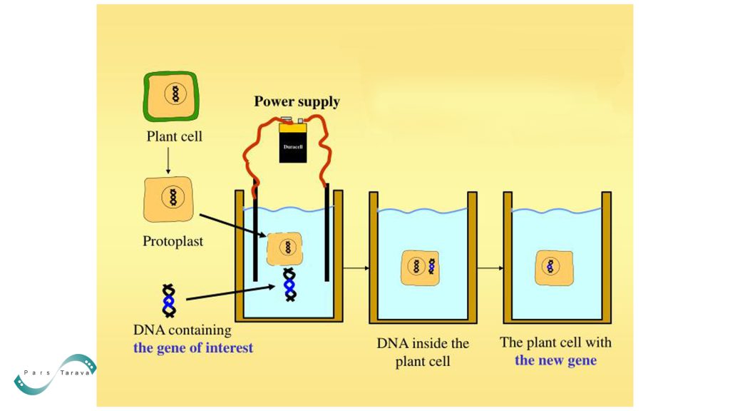 Plant cell electroporation method