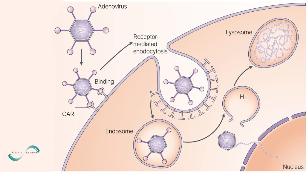 viral gene delivery with adenovirus
