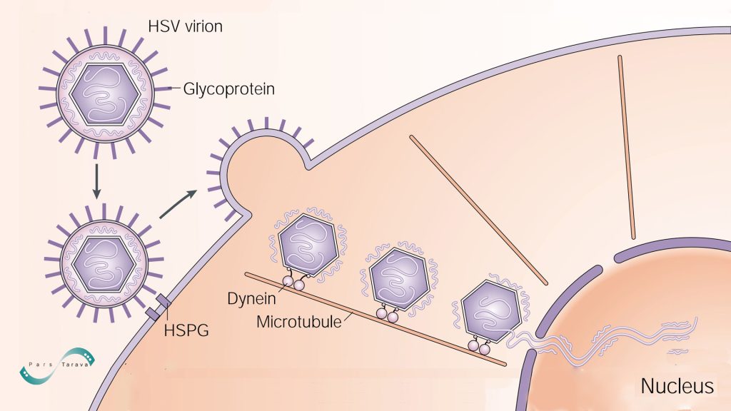 Herpes Simplex Virus (HSV) use for viral gene delivery