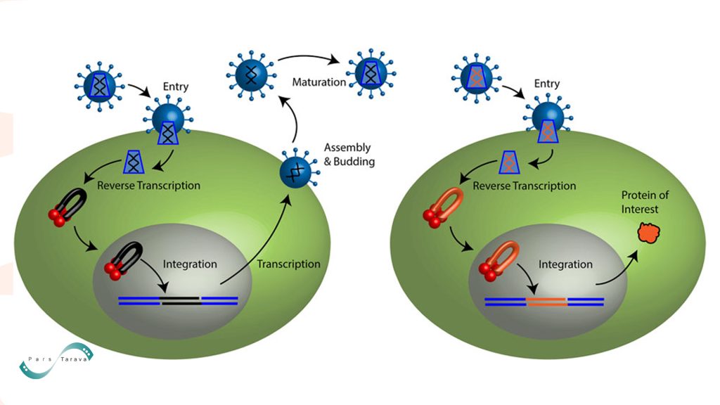 viral gene transfection with Retroviruses