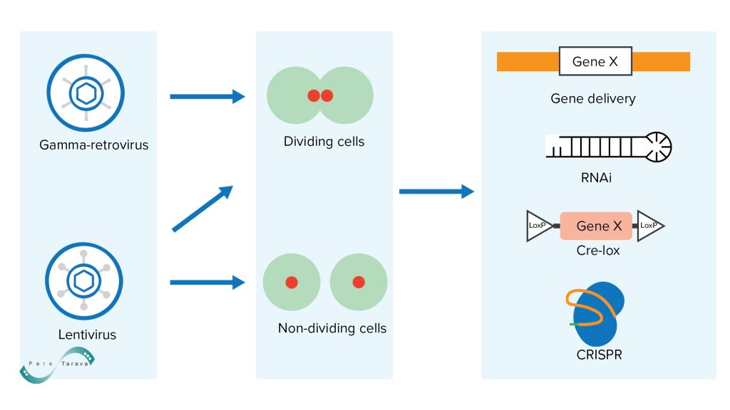 viral gene transfection with Lentiviruses