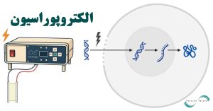 دستگاه الکتروپوریشن و عملکرد آن