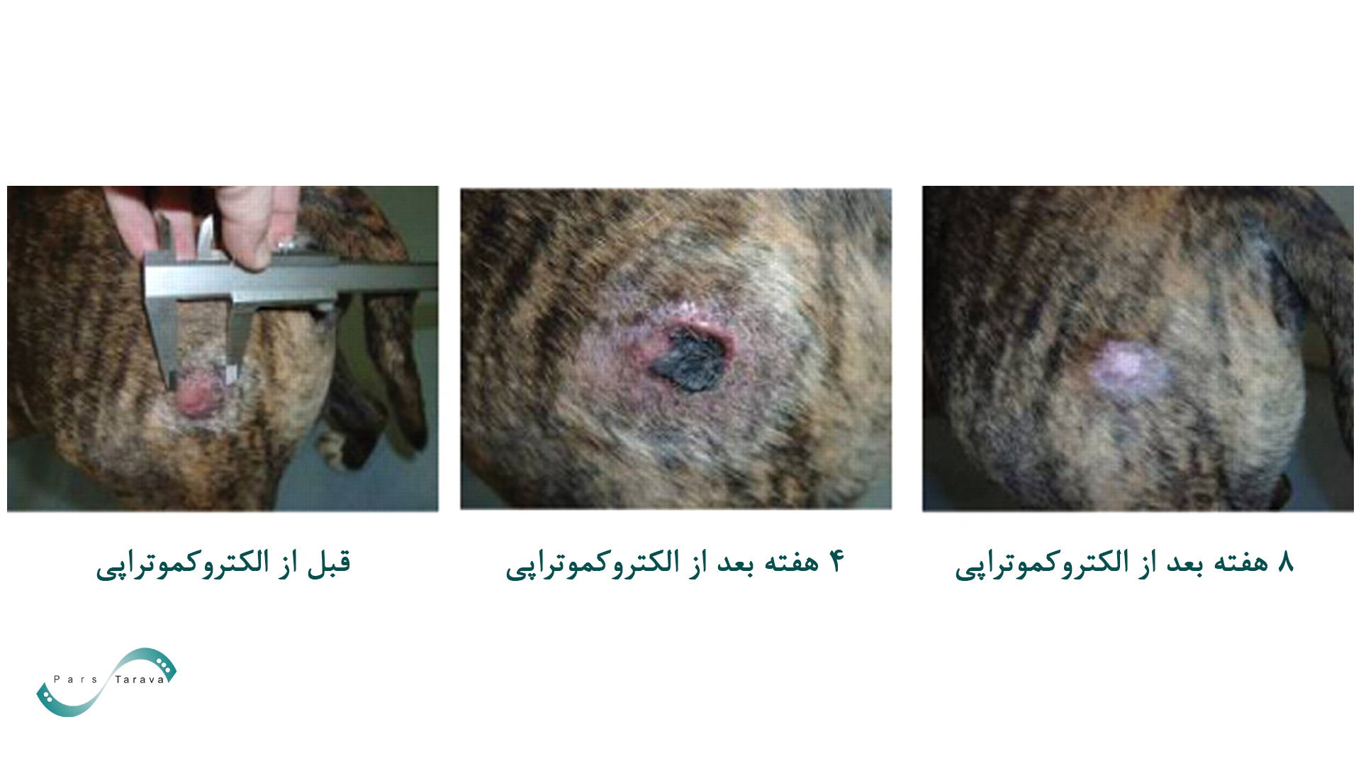 قبل و بعد از درمان سرطان پوست در سگ ها