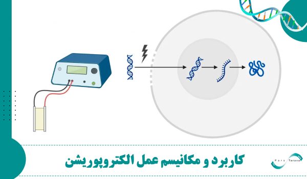 عملکرد و مکانیسم عمل الکتروپوریشن