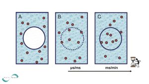 طرح کلی الکتروپالس الکتروپوراسیون شامل سه مرحله است