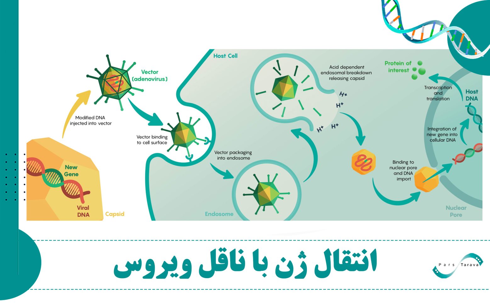 Viral Gene Delivery System انتقال ژن با ناقل ویروسی