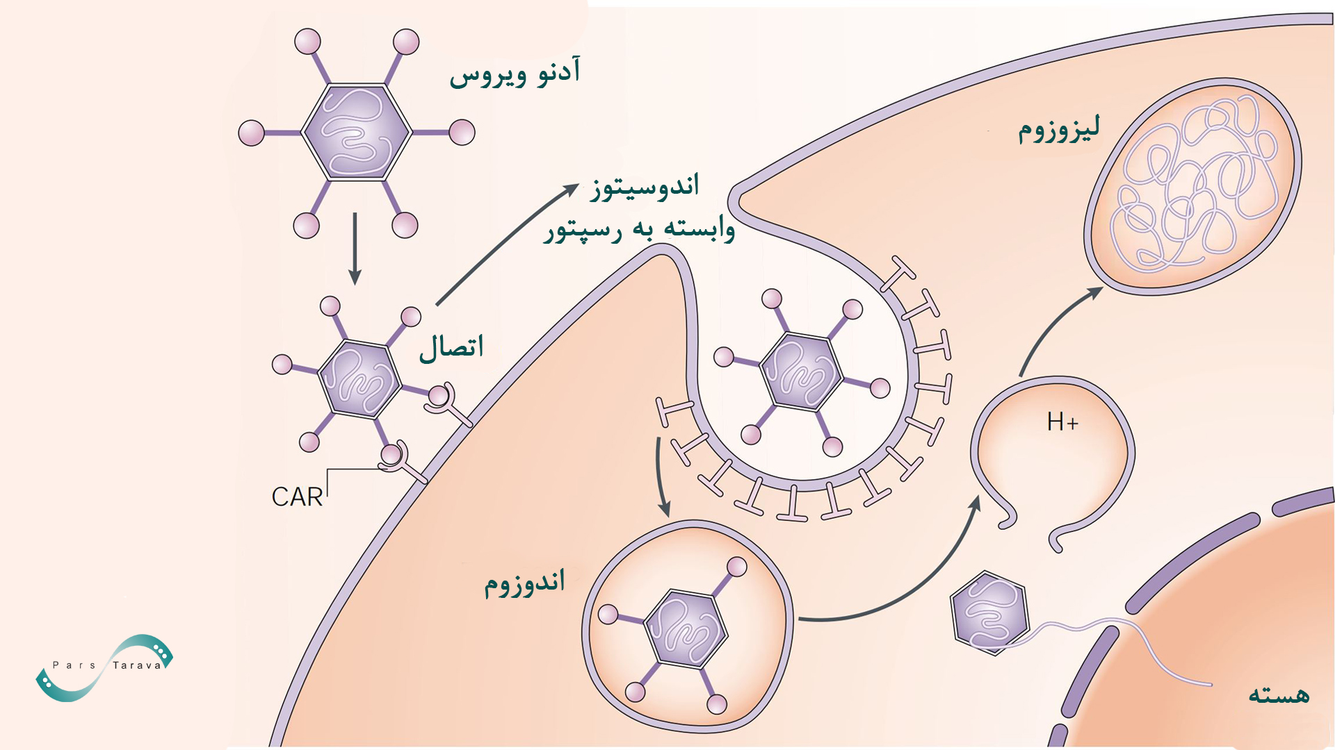 انتقال ژن از طریق آدنوویروس