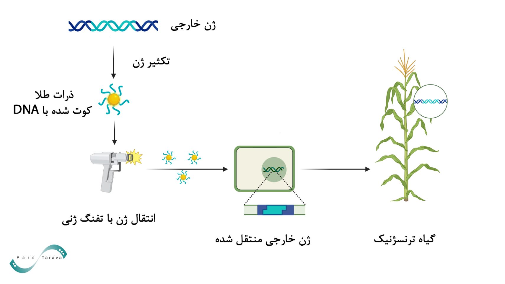 انتقال ژن با تفنگ ژنی