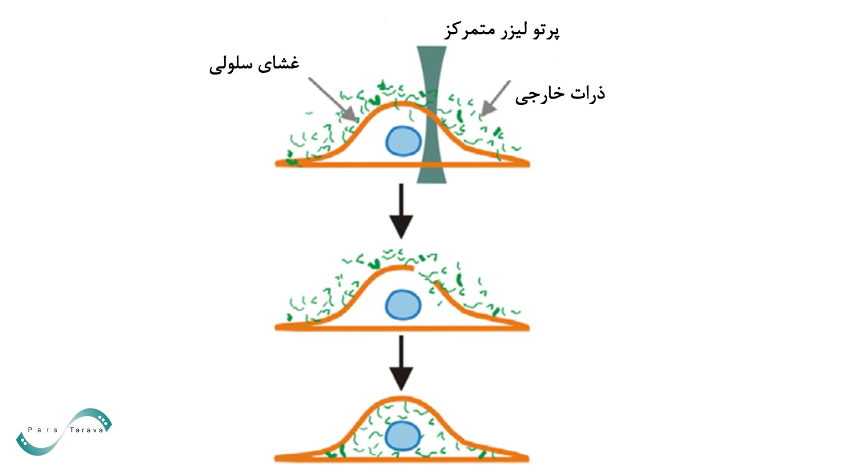 انتقال ژن با لیزر یا آپتوپوریشن