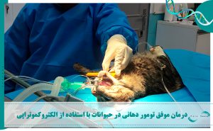 درمان تومور حیوانات با روش الکتروکموتراپی