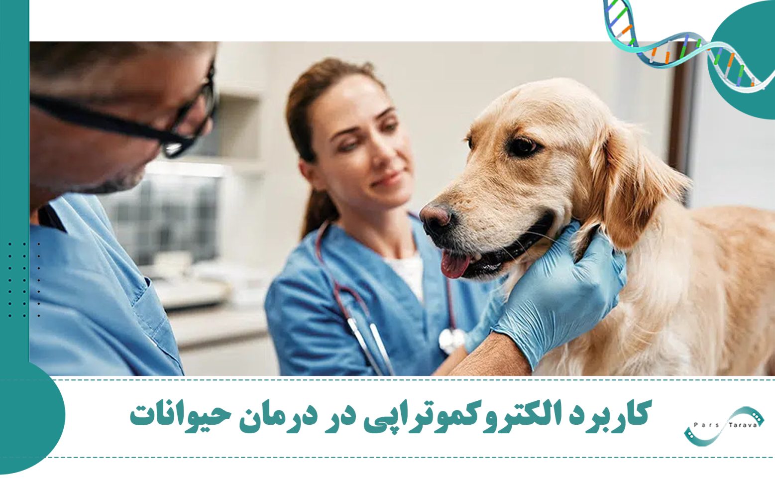 الکتروکموتراپی در دامپزشکی