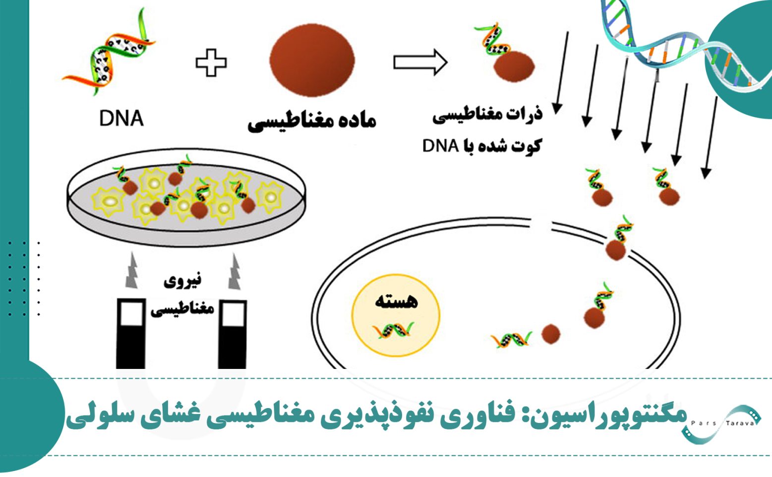 مگنتوپوریشن