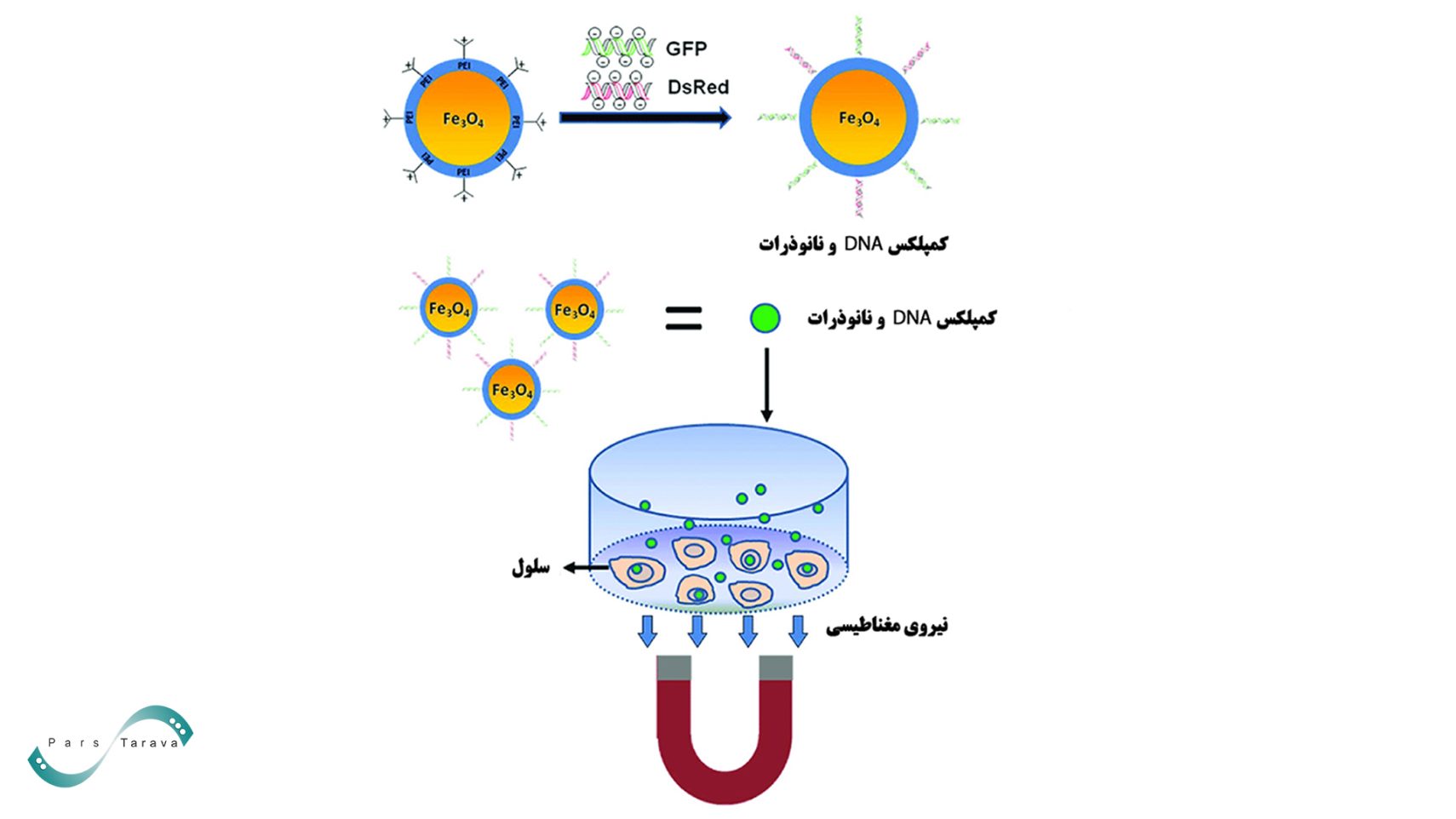 مگنتوپوراسیون
