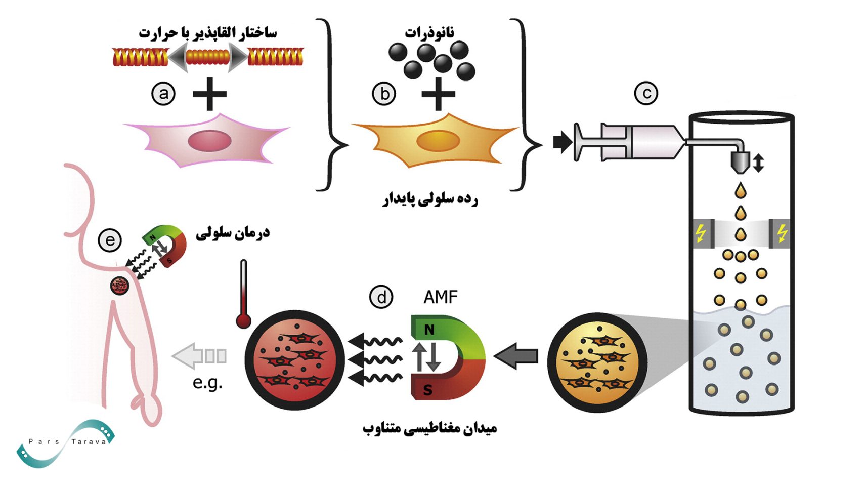 مگنتوپوریشن