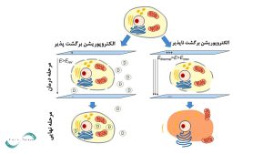 تفاوت الکتروپوریشن برگشت ناپذیر (IRE) و الکتروپوریشن برگشت پذیر