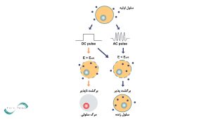 تفاوت الکتروپوریشن برگشت ناپذیر (IRE) و الکتروپوریشن برگشت پذیر