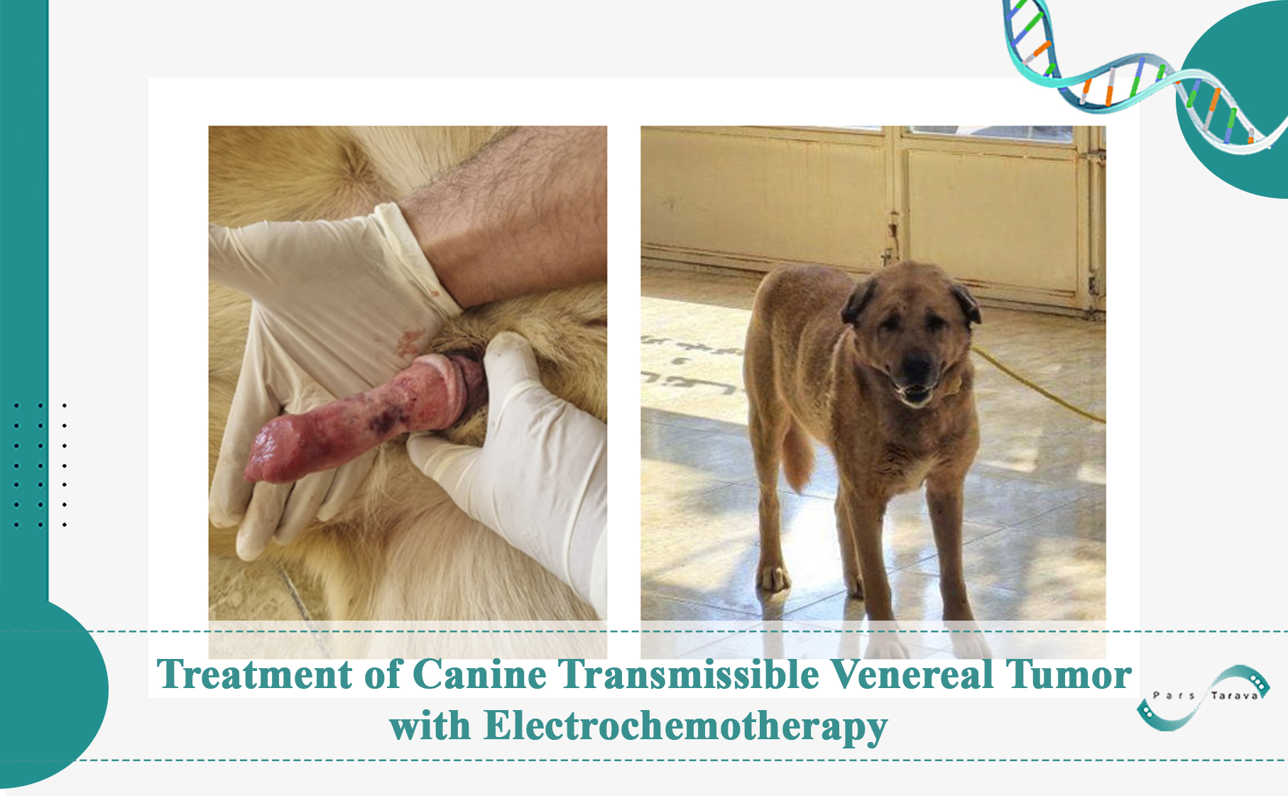 Treatment of Canine Transmissible Venereal Tumor with Electrochemotherapy