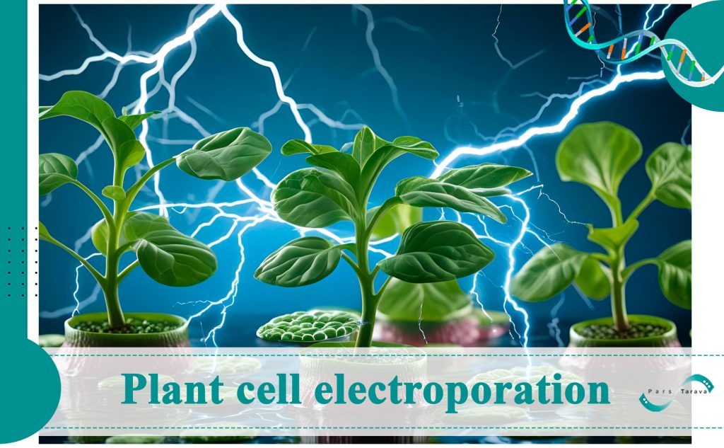 Plant Cells Electroporation