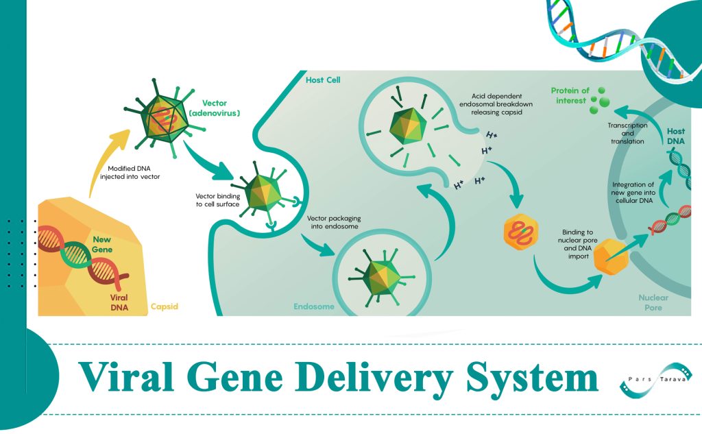gene delivery with virus