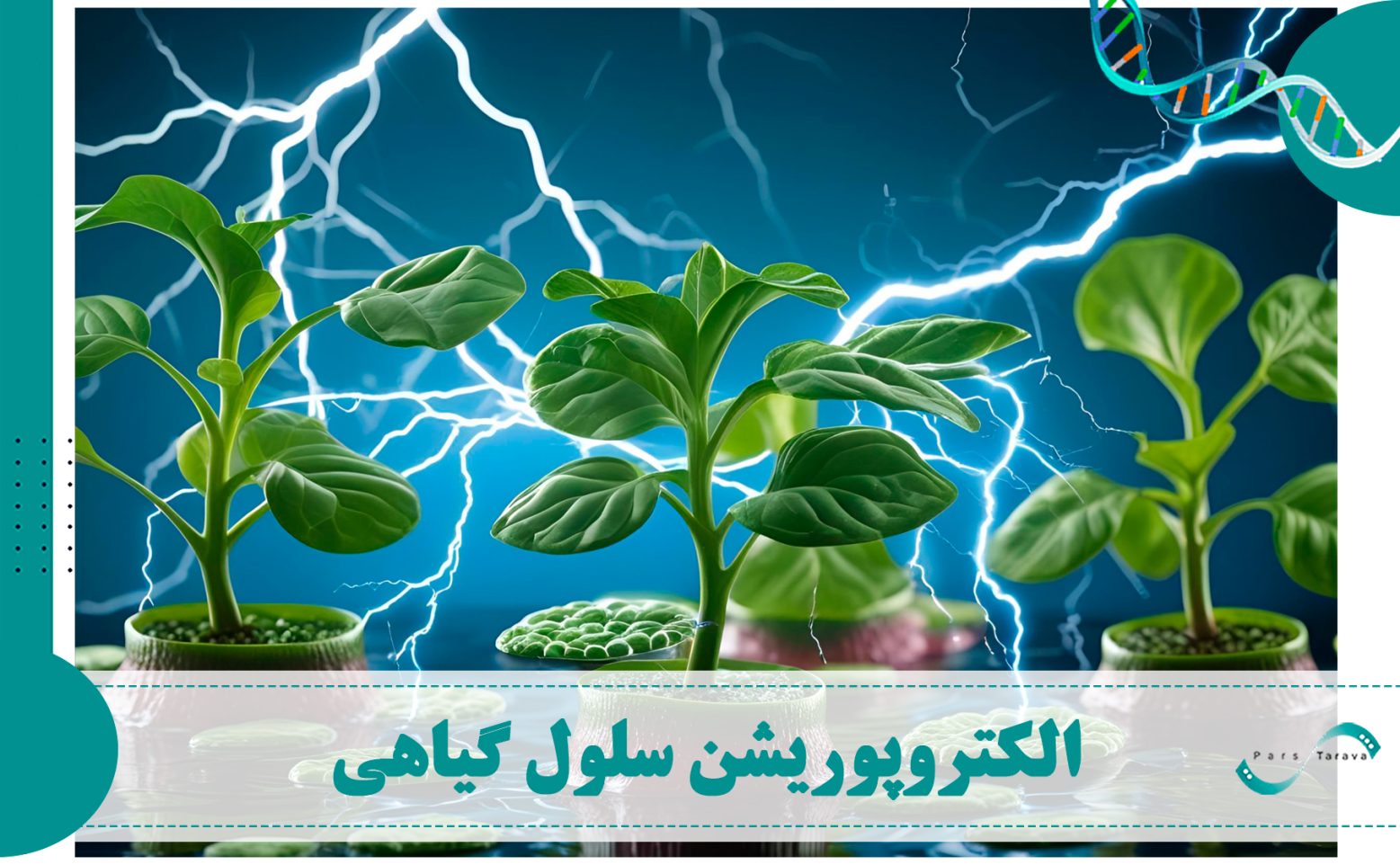 الکتروپوریشن سلول گیاهی