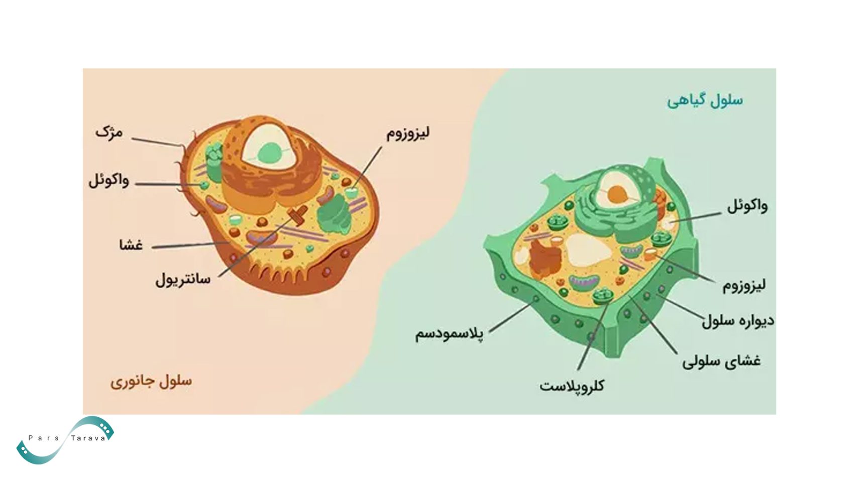 چالش های الکتروپوراسیون در سلول گیاهی