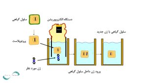 روش الکتروپوریشن در سلول گیاهی