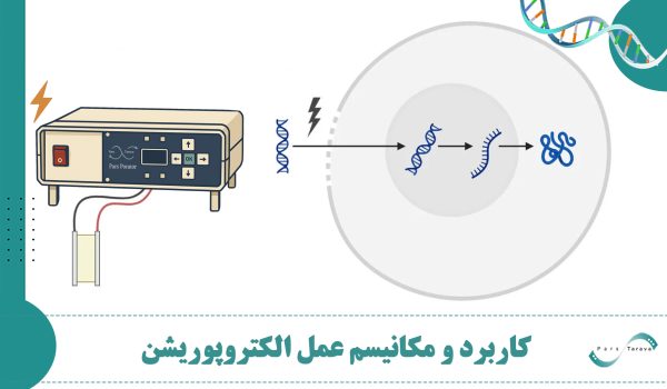 عملکرد و مکانیسم عمل الکتروپوریشن